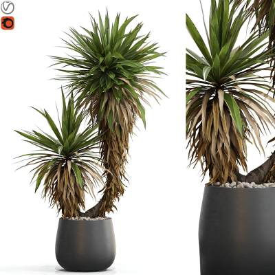 植物集合